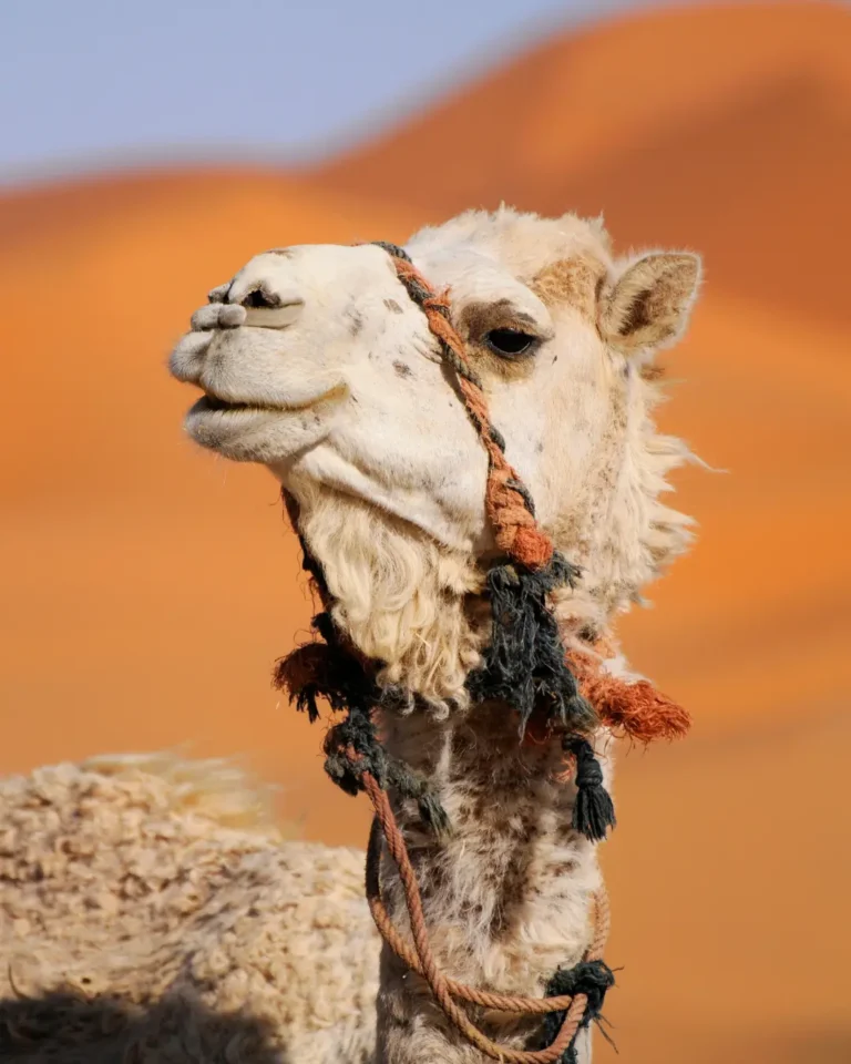Responsible Travel